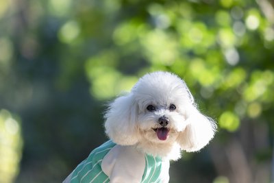 比熊犬