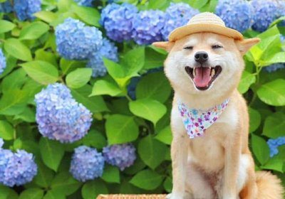 柴犬
